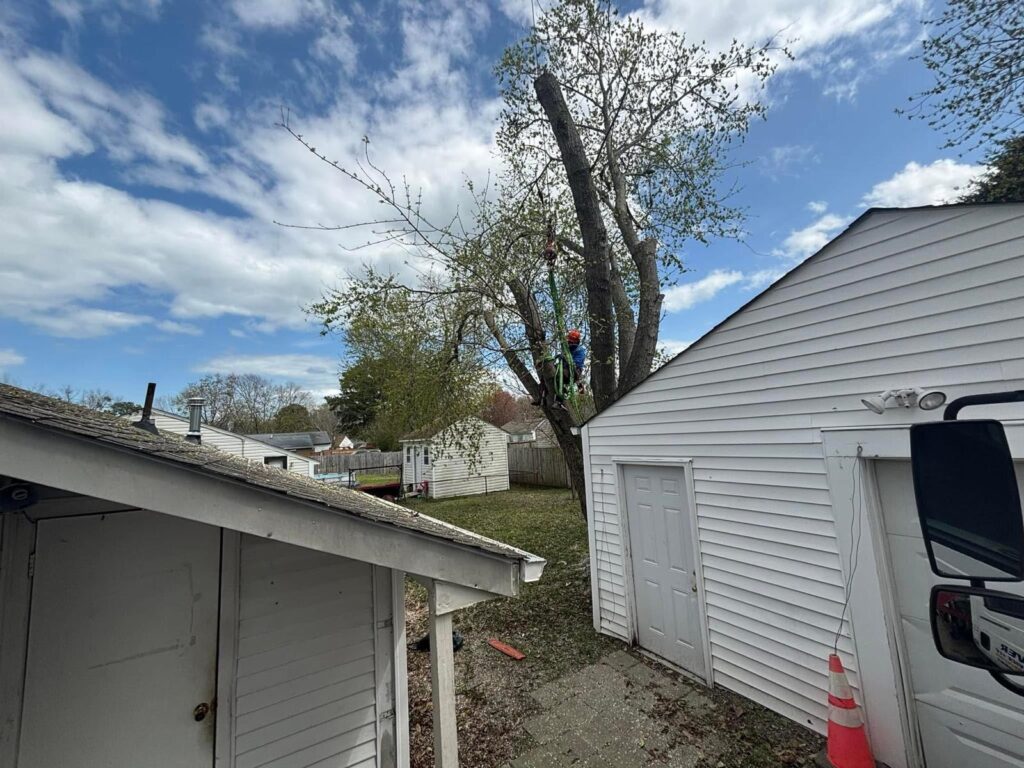 Why Regular Tree Pruning is Essential for Tree Health
