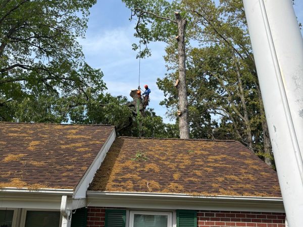 Beaver Tree Services LLC 44