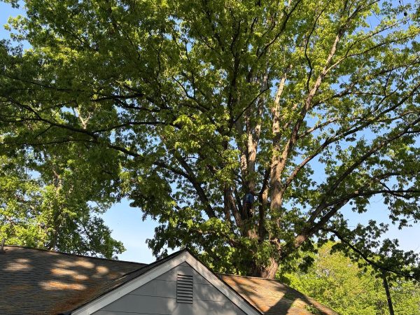 Beaver Tree Services LLC 47